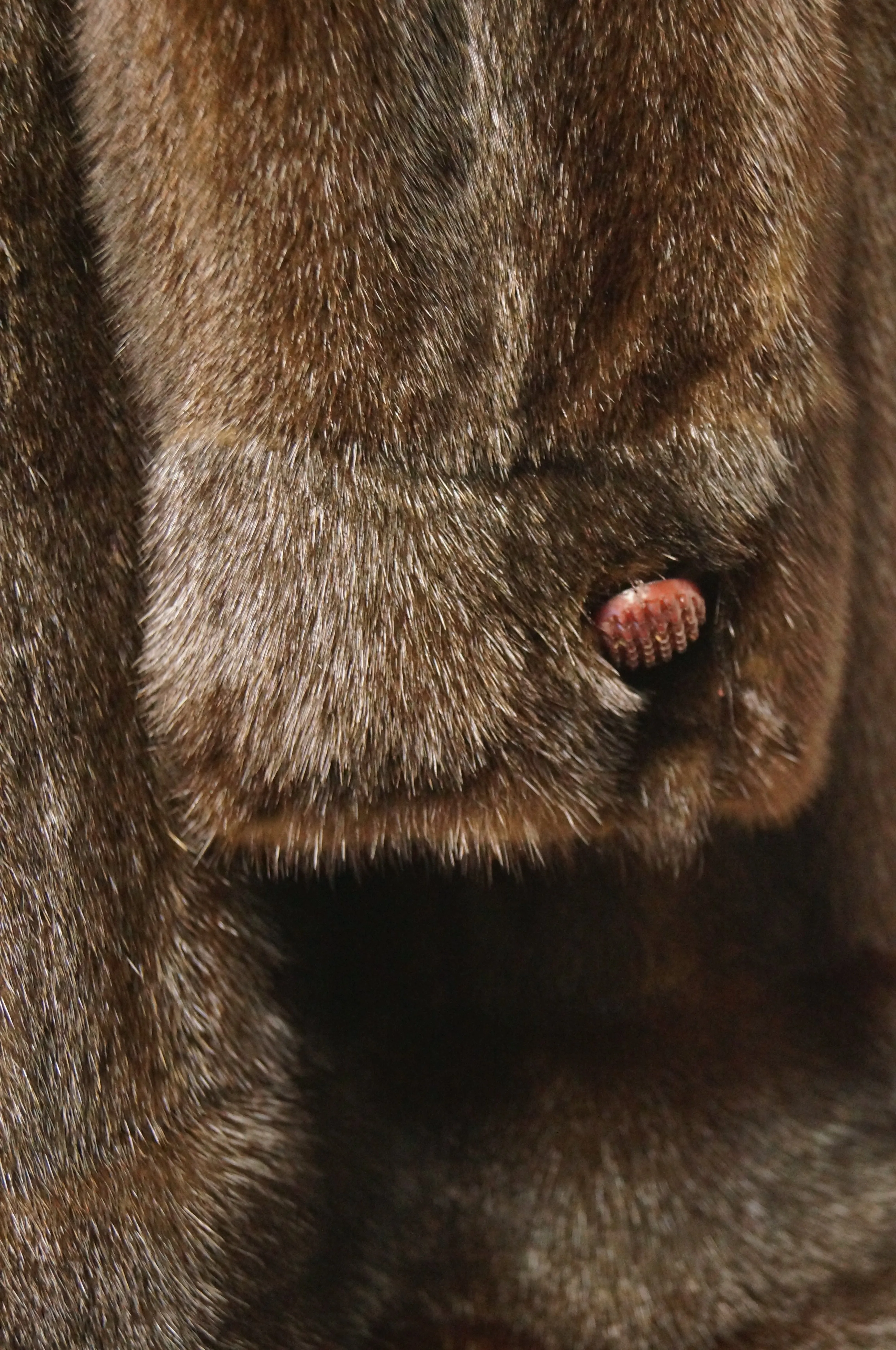 1960s Espresso Brown Mink Swing Coat with Rhinestone Detail Buttons